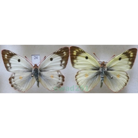 Colias hyale (Linnaeus, 1758) pair Szlaczkoń siarecznik Czech24